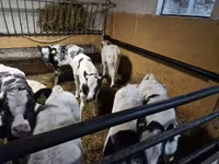 КРС (партия, пол не указан), Чёрно-пёстрая корова — фото 1
