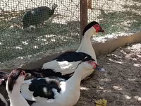 Magpie — photo 3