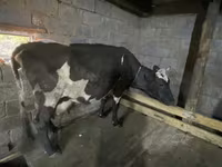 Kuh, Holstein-Rasse — Foto 4