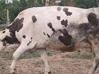 بقرة, Russian Black pied cattle — الصورة 1