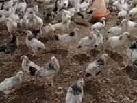 Chickens — Foto 4