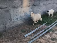 Billy Goat, Goats — photo 6