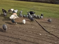 Turkeys — photo 3