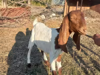 Ziege, Kamori goats — Foto 6