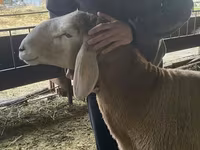 Carnero, Hissar sheep — foto 4