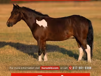 Horse (M), Pinto horses — photo 1