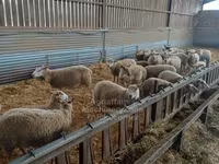 Овца, Руж-дель-уэст овца — фото 2