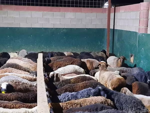 Carnero, Ovejas