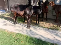 Ram, Arashan sheep — photo 4