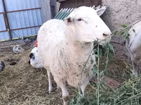 Widder, Romanov sheep — Foto 1