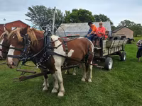 Horse (M), Pinto horses — photo 3