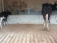 بقرة, Latvian Blue cattle — الصورة 4