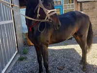 Caballo, Caballos — foto 5