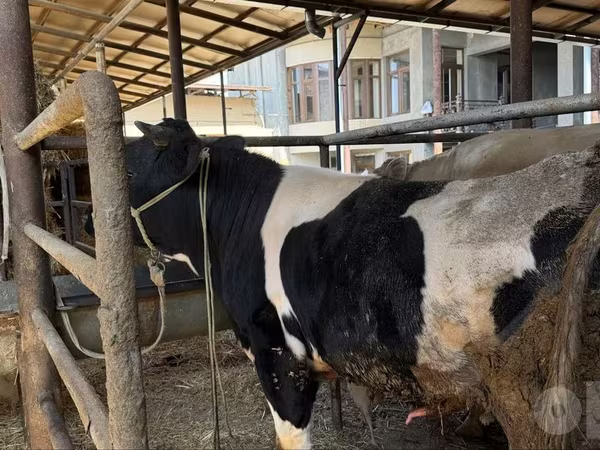 Bulle, Russian Black pied cattle