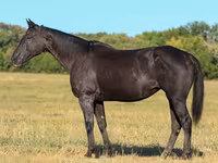 घोड़ी, Quarter Horse — फ़ोटो 1