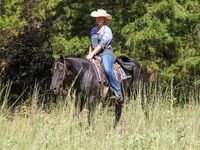 घोड़ी, Quarter Horse — फ़ोटो 8