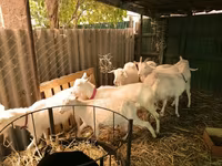 Cabras (lote, sexo no especificado), Pomellata goat — foto 2