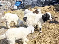 Ziegenbock, Saanen goat — Foto 2