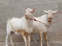 عنزة, Saanen goat — الصورة 1