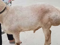 Carnero, Aland sheep — foto 4
