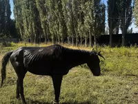 公马, Russian warmblood — 照片 5