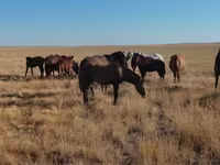 Caballo, Mugalzhar horse — foto 8