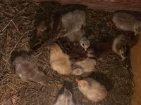 Chickens — photo 5