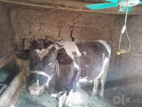 公牛, Russian Black pied cattle — 照片 5