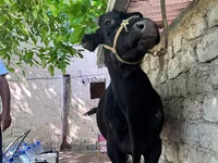 सांड, मवेशी — फ़ोटो 2