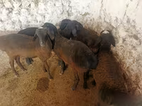 Ovejas (lote, sexo no especificado), Ovejas — foto 5