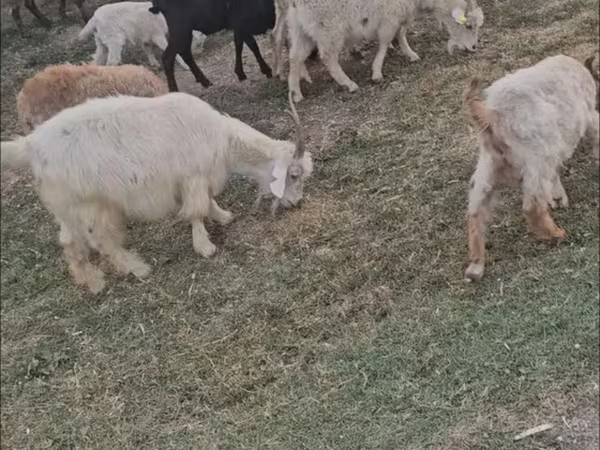 Ziege, Ziegen