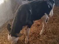 Bull, Simmental cattle — photo 4