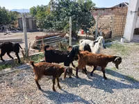 Billy Goat, Goats — photo 5