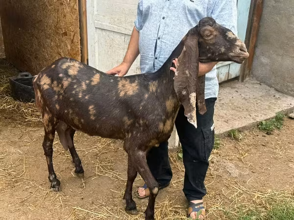 Коза, Камори коза