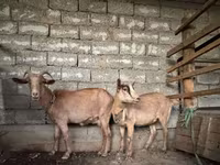 बकरी, Alpine goat — फ़ोटो 1