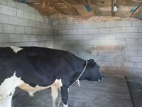 Toro, Raza Holstein — foto 3