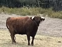 Cow, Dexter — photo 1