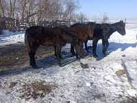 Horse (M), Yakutian horse — photo 2