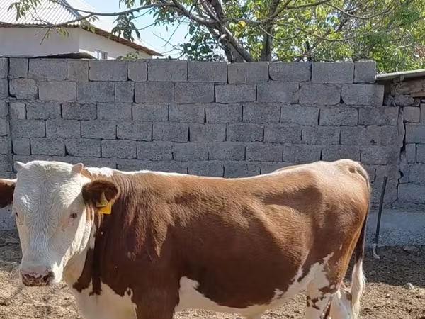 सांड, Swiss cattle