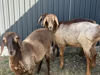 Sheep, Hissar sheep — photo 4