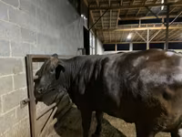 Cow, Brahman — photo 7