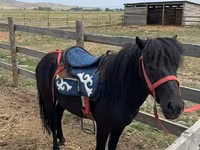 घोड़ा, North Swedish horse — फ़ोटो 3