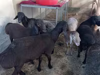 Ram, Sheep — photo 1