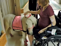 فرس, Miniature horse — الصورة 1