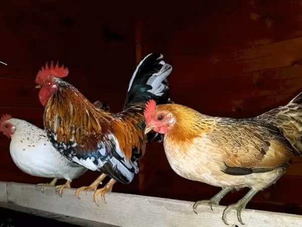 Japanese Bantam