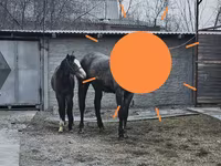 Mare, Orlov Trotter — photo 6