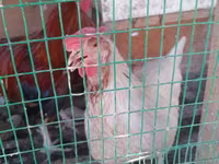 Chickens — الصورة 2