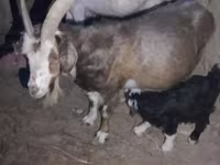 Billy Goat, Goats — photo 4