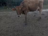 Vaca, Raza Jersey — foto 2