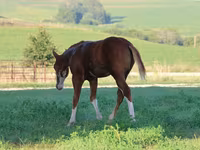 Horse (M), Alter Real — photo 5